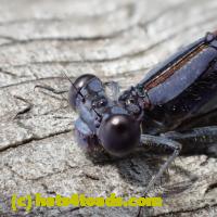 /home//u458753944/public_html/sourcegallery///////////Insects and small critters/dragonflies and damselflies/P8110050.JPG